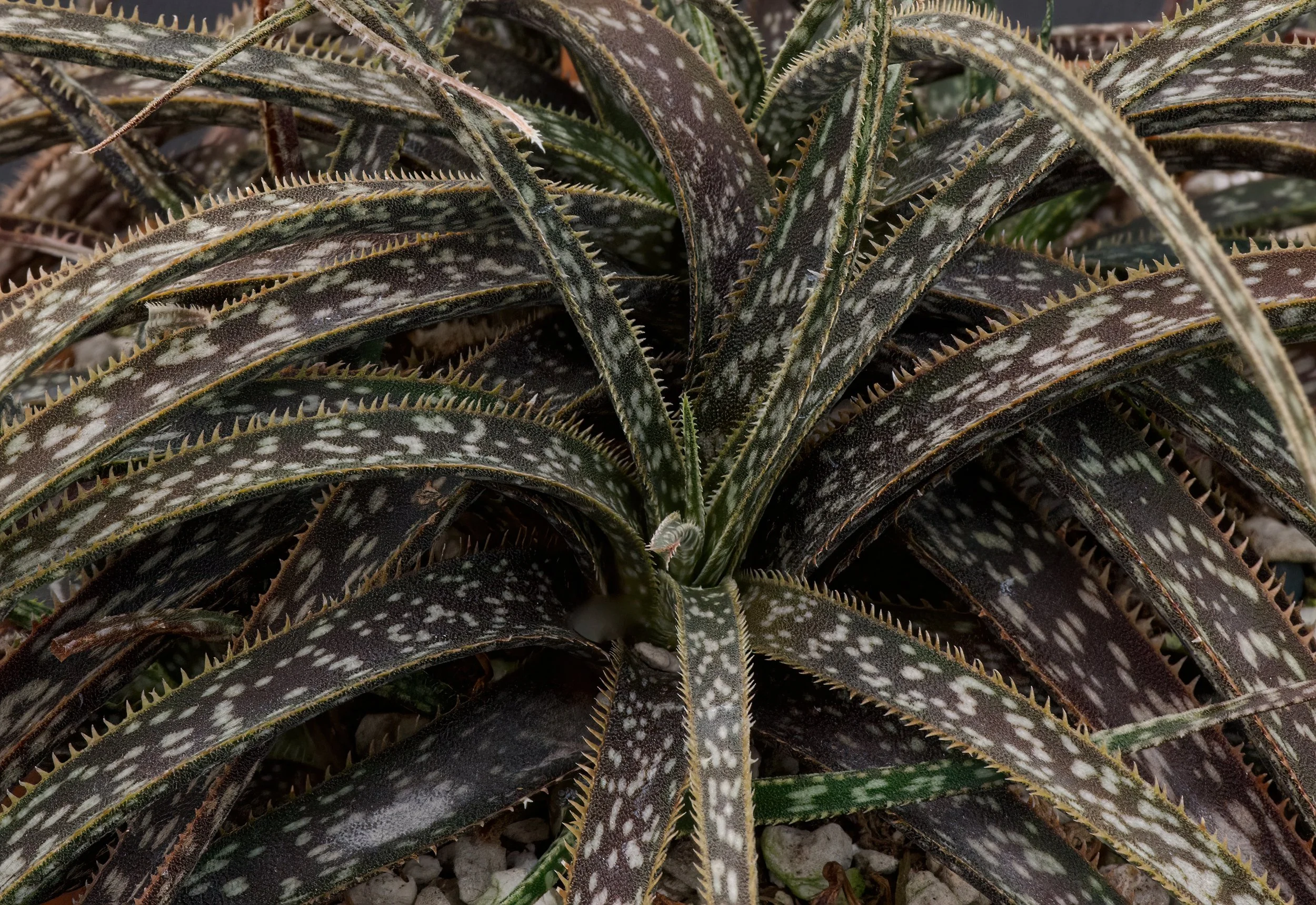 A close look and Fantasy and tabletop aloes, including species and